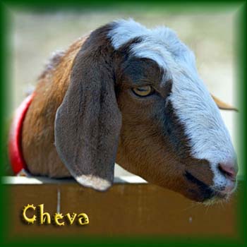 Cheva