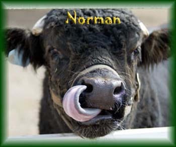Norman