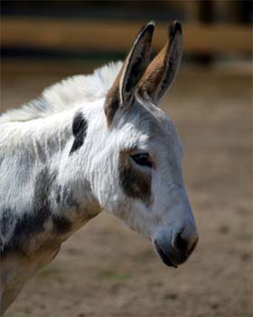 Pippi
