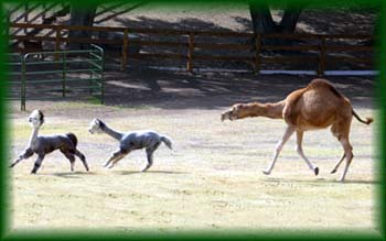 camel2