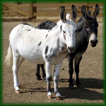 donkey
