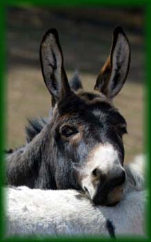 donkey1