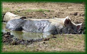 pig1