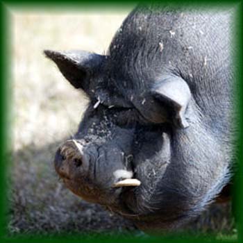 pig2