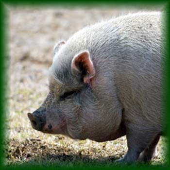 pig3