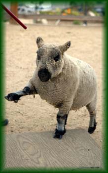 sheep1