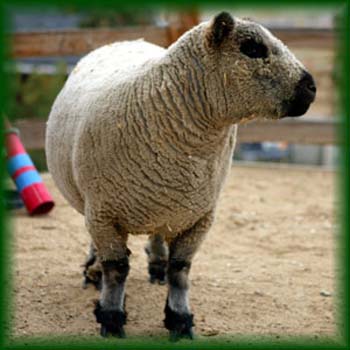sheep2