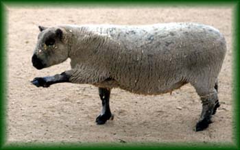 sheep3