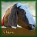 Cheva