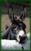 donkey1
