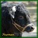 norman