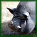 pig2