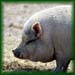 pig3