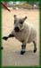 sheep1